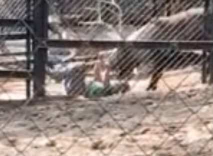 Unexpected Moose Attack in Russia