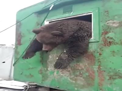 TERRIBLE: Aftermath of a Bear Attack