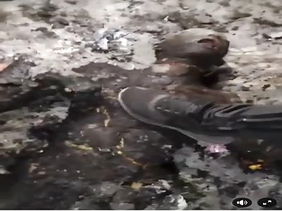 Larbi  Zitout end amir dz end Mac they kill Djamel BensmaÃ¯l