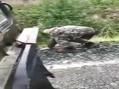 Man tried to pat a bear