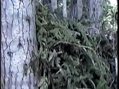 Original Marble Mountain Bigfoot Video