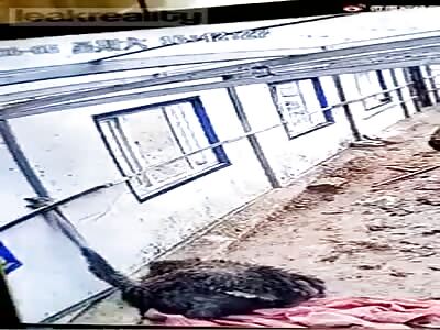 Ostrich Rips It's Own Head Off