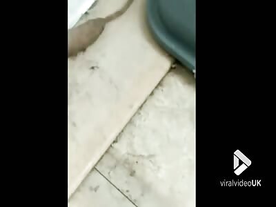 Legless, Undulating Thing Filmed in the UK