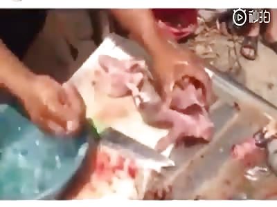 A dead lizard is ready to fight back