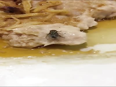 A fly just gave birth