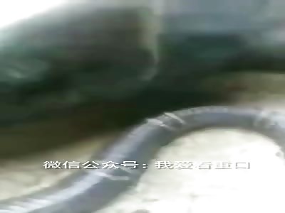 A dead dog wouldn't let go of its killer