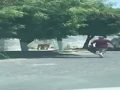 Chasing a Tiger in the Streets of Jalisco