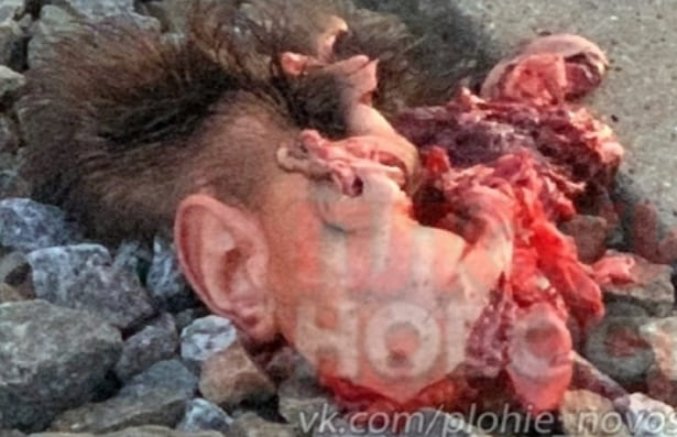 Man Throws Himself Under a Train