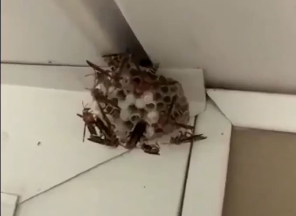 Eating a Wasp Nest for Fun