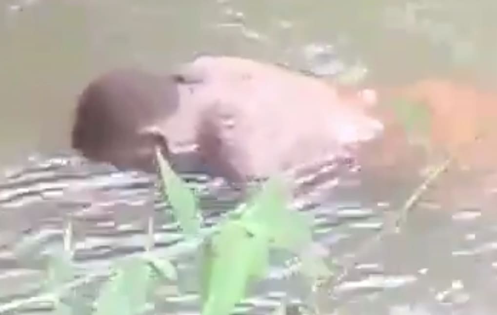 Cameroon Military Dumps Bodies in River