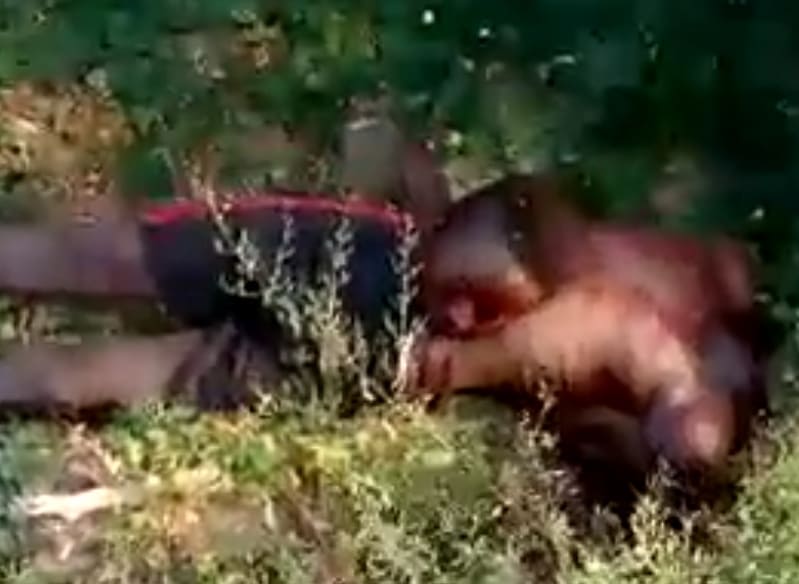 Massacre in Nigerian Village