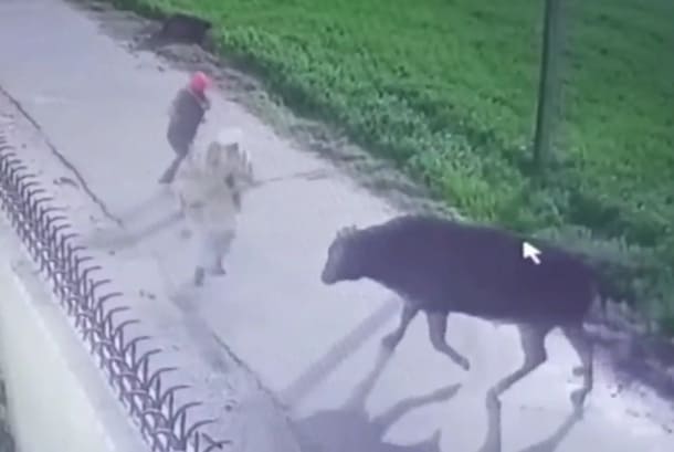 Mess With the Bull...