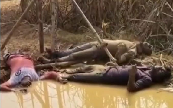 Farmers Zapped by 11,000 Volts