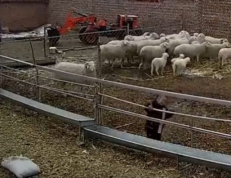 Little Kid Versus Sheep 
