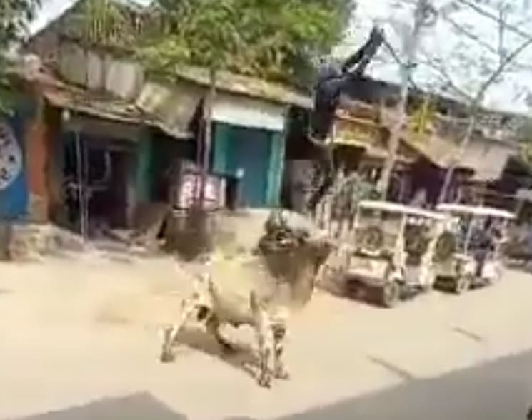 Bull Takes Old Man For a Ride