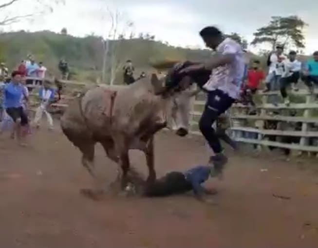 Bulls Revenge in Costa Rica