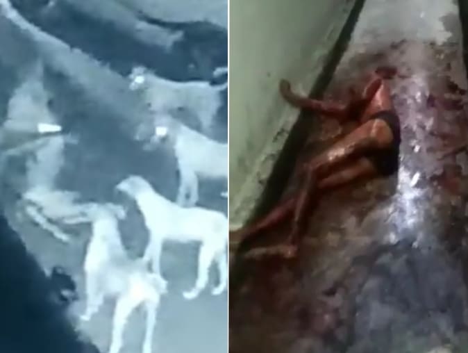 Snack Time For Pack Of Stray Dogs