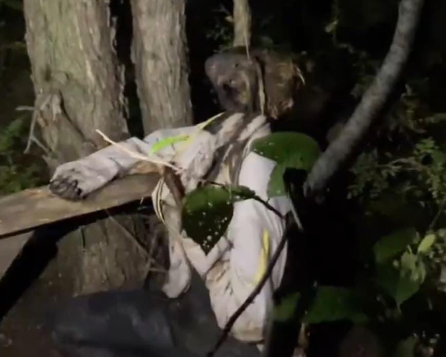 Interesting Find In The Forest