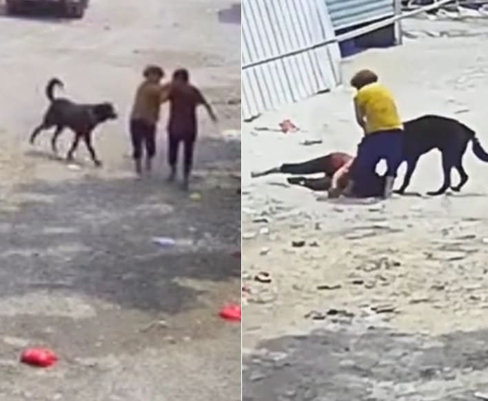 Dog Owner Unable To Control Her Mutt