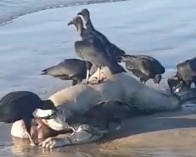 Interesting Find On The Beach Shore in brazil.