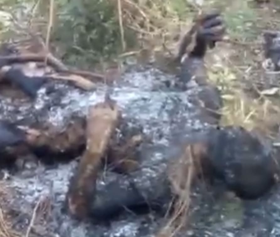 Stumbling Upon Incinerated Body