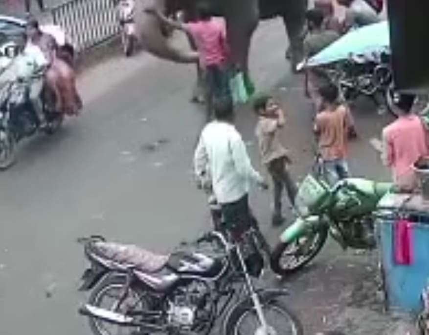 Short Story About A Drunk & An Elephant