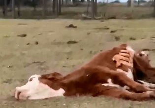 Couple document fresh cow mutilation..Have to See This