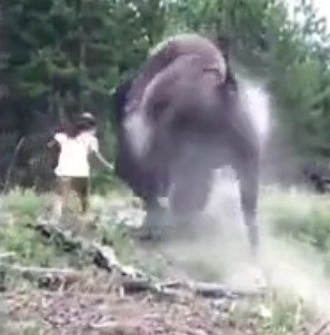 BISON Attacks 9 year old!