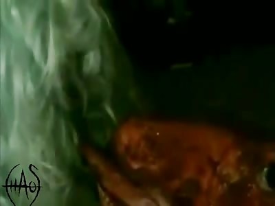 Fantasy gore compilation.