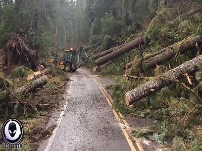 WHAT Knocked These Trees Down