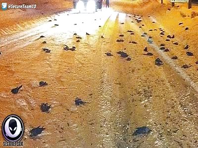 UNKNOWN Cause To Mass Bird Deaths In New Jersey 