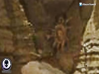 Alien Space-Crab On Mars Pic Exposed - NASA Busted Again 