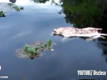 'Mutant' creature with 'pig's head and human hands' found in lake 