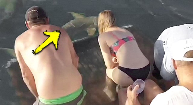 Animals Fucking Hate Us! Volume 2