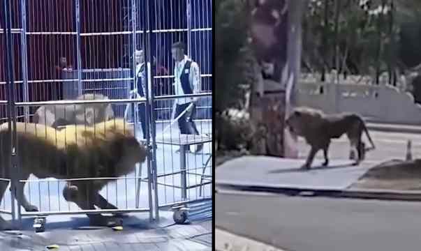 Crowd Makes a Run For It After 2 Lions Escape Cage at The Circus!