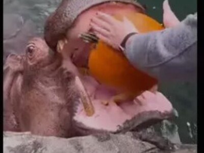 Don't Fuck with Hippos