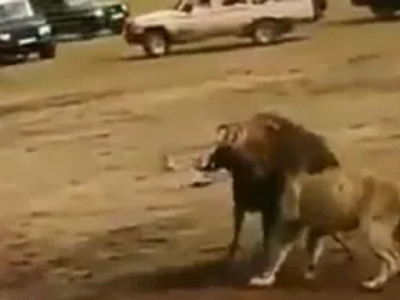 Male Lion has had Enough of this Waiting to Eat Crap...He shows Lioness how it's Done