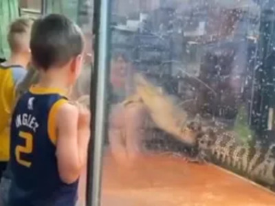 Alligator Attacks Zookeeper during School Field Trip