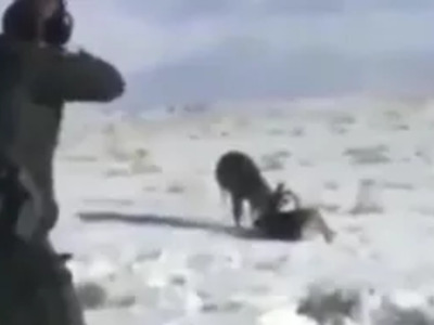 Expert Marksman w/ Perfect Shot Free 2 Deer Stuck Together.