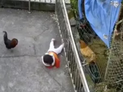 Evil Rooster Can and WILL be Killed for This!
