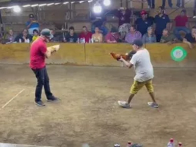 GUY GETS ATTACKED AT COCKFIGHTING via ROOSTER