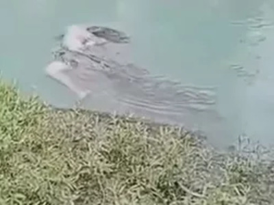 DAMN: Croc takes Female into the Abyss Forever.