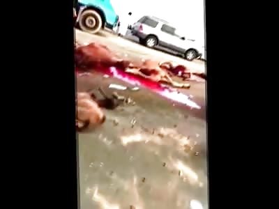 Car hit a Bunch of Camels and the Camels Exploded all over the Street 