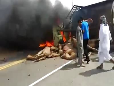 Camels Cause Huge Crash