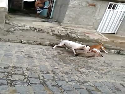 People Trying to Rescue a Little Dog From the Jaws of a Pitt Bull