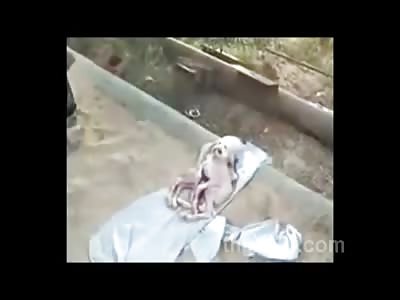 Weird Deformed Human Looking Goat