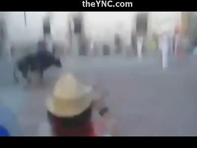 Bull is Shot to Death with a Shotgun for Goring a Tourist 