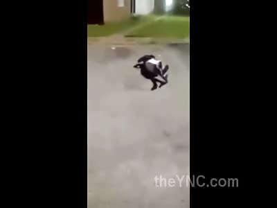 This Kid is KO'd Hard and Then Repeatedly Punched in the Face .. Is that the Death Rattle?