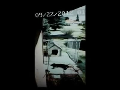 Cop Executes the Family Dog then Hoses down the Blood as Evidence 