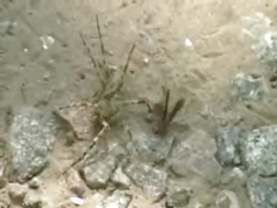 Nasty Red Wasp Kills a Giant Spider with Sting after Deadly Sting 